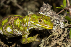 Naultinus stellatus