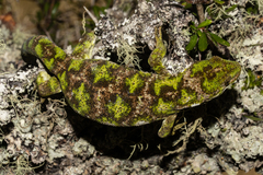 Naultinus stellatus