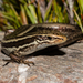 Kahurangi Skink - Photo no rights reserved, uploaded by Carey-Knox-Southern-Scales