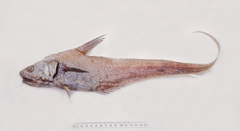 Coryphaenoides striaturus