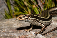 Oligosoma kahurangi