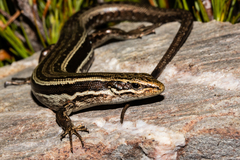Oligosoma kahurangi