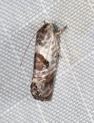 Eupselia carpocapsella