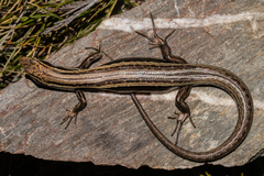 Oligosoma kahurangi