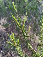 Hypericum fasciculatum