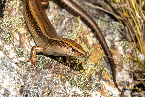 Newman’s speckled skink, Oligosoma newmani