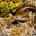 New Zealand Skinks - Photo (c) Carey-Knox-Southern-Scales, some rights reserved (CC BY-NC), uploaded by Carey-Knox-Southern-Scales