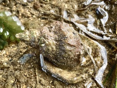 Austrotriton subdistortus