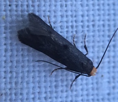 Spuleria flavicaput