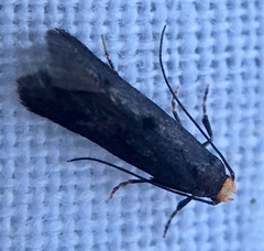 Spuleria flavicaput