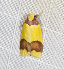 Heterallactis euchrysa