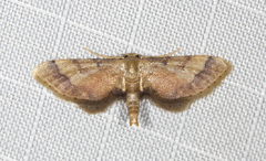 Idaea trypheropa