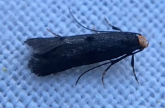 Spuleria flavicaput
