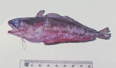 Pseudophycis breviuscula