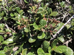 Ceanothus maritimus