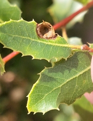 Callirhytis perfoveata