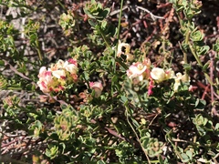 Acmispon cytisoides