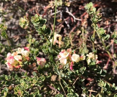Acmispon cytisoides