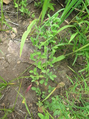 Lespedeza daurica