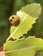 Callirhytis perfoveata