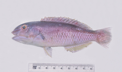 Bridled Tuskfish photo 2