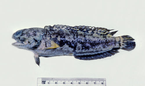 Black-spot jawfish (Opistognathus jacksoniensis) — Opistognathidae — 2