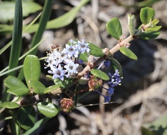 Ceanothus maritimus