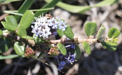 Ceanothus maritimus