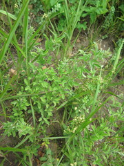 Lespedeza daurica