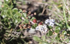Ceanothus maritimus