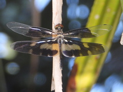 Rhyothemis variegata