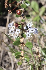 Ceanothus maritimus