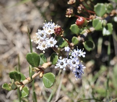 Ceanothus maritimus