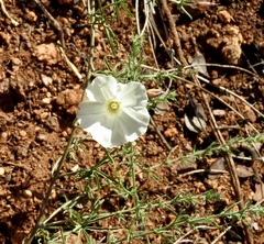 Calystegia stebbinsii