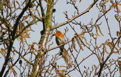 Erithacus rubecula