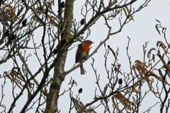 Erithacus rubecula