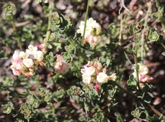 Acmispon cytisoides