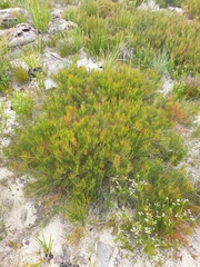 Allocasuarina nana