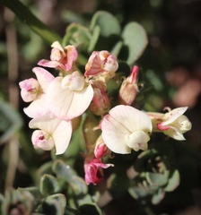 Acmispon cytisoides