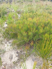 Allocasuarina nana