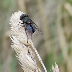 Helophilus hochstetteri