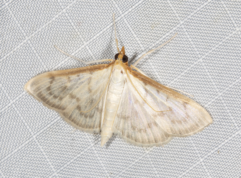 Hodebertia