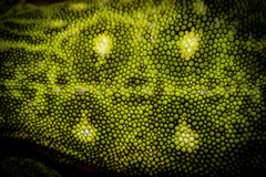 Naultinus tuberculatus