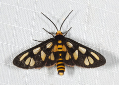Amata aperta