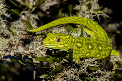 Naultinus tuberculatus