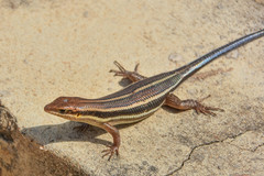 Trachylepis quinquetaeniata