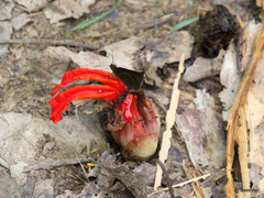 Etlingera megalocheilos
