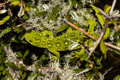 Naultinus tuberculatus