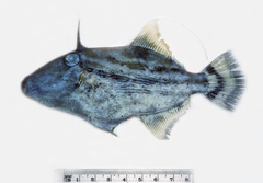 Paramonacanthus lowei