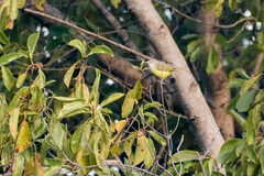 Eremomela pusilla